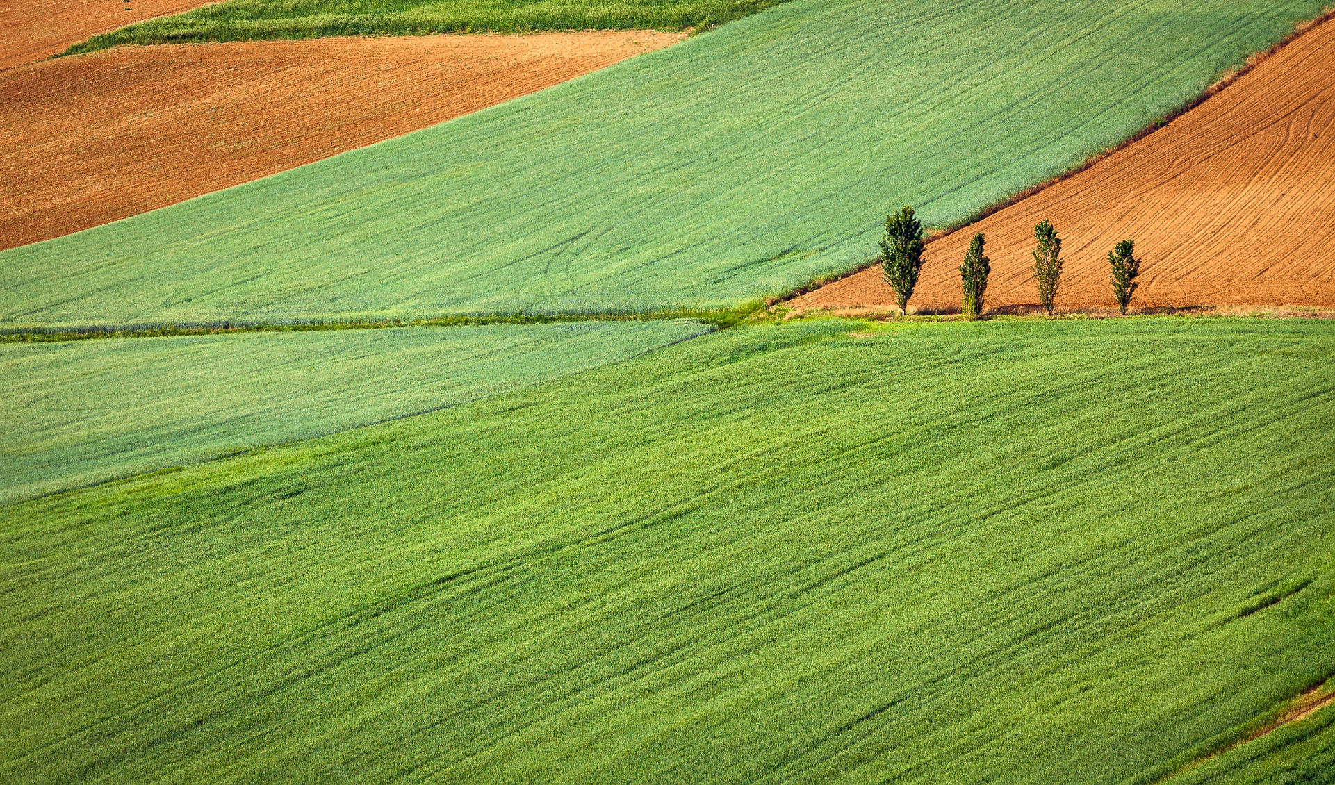 Agricultural fields aerial view
