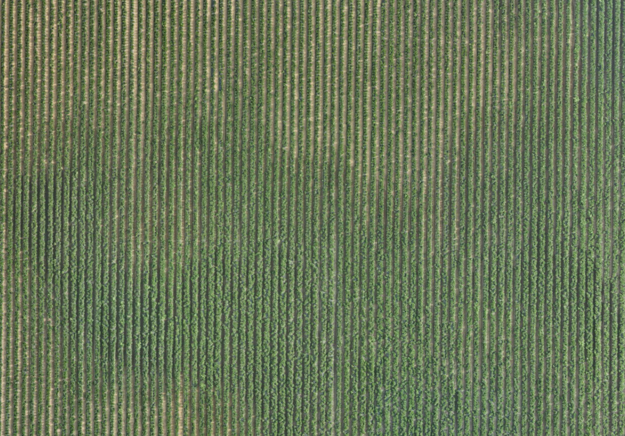 Raw aerial image of pepper field