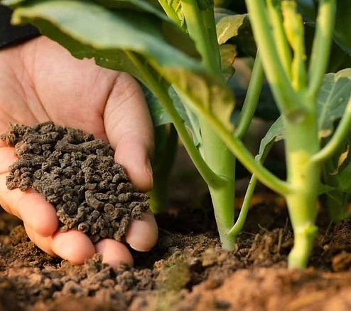Hand holding granular fertilizer near plant