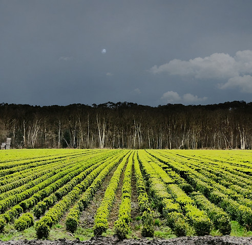 Agricultural landscape